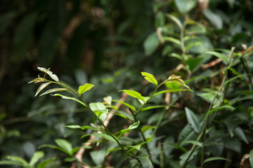 Leafs of Pereskia Aculeate plant or Barbados Gooseberry. Ora-Pro-Nóbis 'PANC' edible leafs....