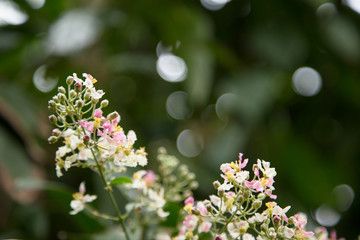 Close up of Banisteriopsis Caapi flowers, one of the Ayahuasca plants. Psychadelic plant from Brazil. Used in indigenous rituals and shamanism. 