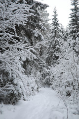 Winter landscape. Forest under the snow. Winter in the park.