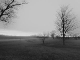 A moody black and white of trees by a road and field.