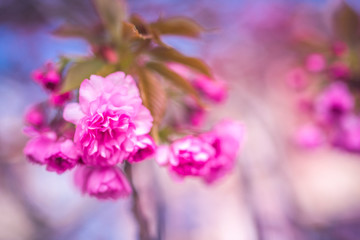 Fototapeta na wymiar Blooming cherry tree in spring time.