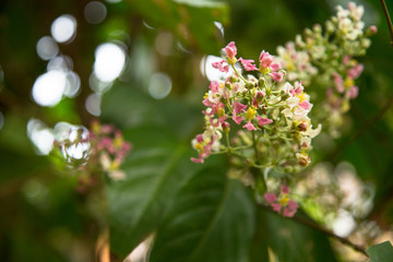 Close up of Banisteriopsis Caapi flowers, one of the Ayahuasca plants. Psychadelic plant from Brazil. Used in indigenous rituals and shamanism. 