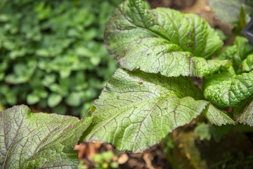 Mustard Green, or Brassica juncea  leafs. Spicy oriental salad. 