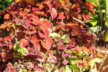 Colorful And Green Leaves In Newly Grown Plants In Spring Season In Greenhouse Environments For Modern Home Gardening Indoor Or Outdoor Decorations