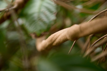Banisteriopsis Caapi vines, one of the Ayahuasca plants. Psychadelic plant from Brazil. Used in indigenous rituals and shamanism. 