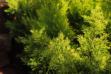 Colorful Green Newly Grown Plants In Spring Season In Greenhouse Environments For Modern Home Gardening Indoor Or Outdoor Decorations