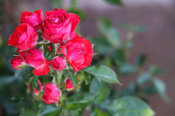 Blooming Colorful Red Roses And New Buds Flower Suitable For Love Relationship Happiness Friendship Wishes Or Message On Greeting Card Or For Background