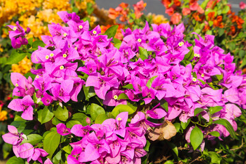 Colorful Green Newly Grown Plants And Leaves In Spring Season In Greenhouse Environments For Modern Home Gardening Indoor Or Outdoor Decorations Or Save Planet