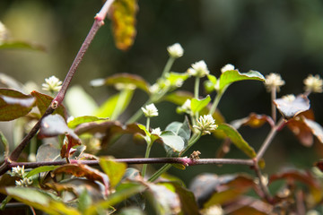 Purple alternanthera brasiliana leaves and flowers. Medicinal plant