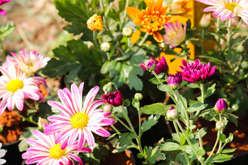 Evergreen Blooming Bright Colorful Flowers For Modern Home Gardening For Love Relationship Happiness Friendship Happiness In Life And For Wishes Greeting Card Or Backgrounds