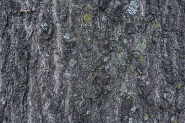 tree background 