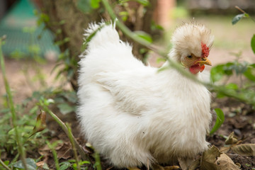 Cute white bantam chicken in a backyard. Crossbreed between Polish and Silkie breeds.