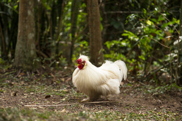 Cute white bantam rooster in a backyard. Crossbreed between Polish and Silkie breeds.