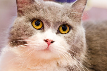 The head of a pet cat in the warm light of the room