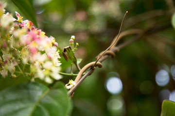 Close up of Banisteriopsis Caapi flowers and vines, one of the Ayahuasca plants. Psychadelic plant from Brazil. Used in indigenous rituals and shamanism. 