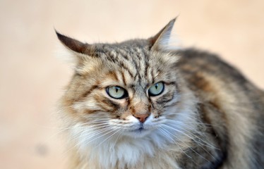 portrait of a cat