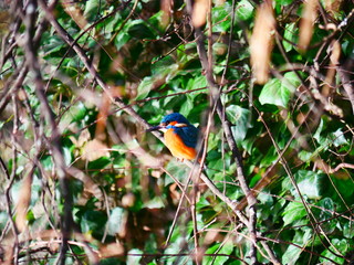Ulm, Deutschland - 22 Feb 2020: Ein scheuer Eisvogel im Fischerviertel