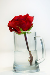 red, fully developed rose in a glass vase on a white, blurred background