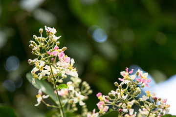 Close up of Banisteriopsis Caapi flowers, one of the Ayahuasca plants. Psychadelic plant from Brazil. Used in indigenous rituals and shamanism. 