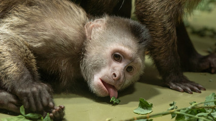 &Auml;ffchen Babys Makaki Berliner Zoo