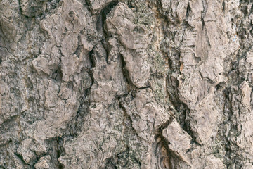 tree background 