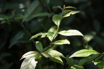 Close up of Pereskia Aculeate plant or Barbados Gooseberry. Ora-Pro-Nóbis 'PANC' edible leafs. Non-conventional food source. 