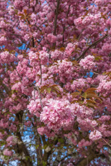 Fototapeta premium Asnieres, France - 07 05 2019: Cherry tree