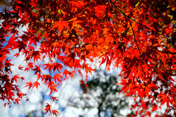 Autumn leaves in Kyoto