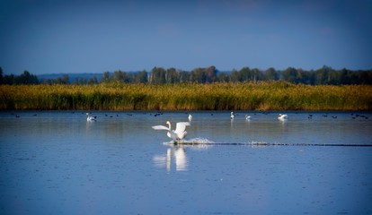 White swan sits on the water on a sunny day