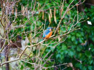 Ulm, Deutschland - 22. Feb 2020: Ein Eisvogel im Ulmer Fischerviertel