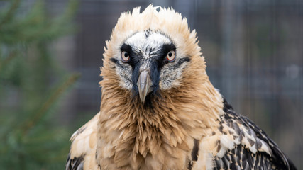 Bartgeier Berliner Zoo 