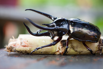 Black rhinoceros beetle in wild nature close-up.