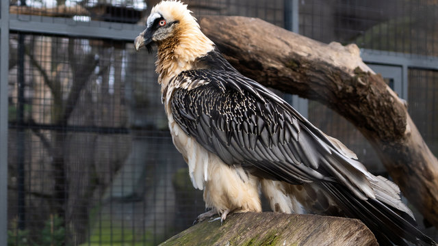 Bartgeier Berliner Zoo 