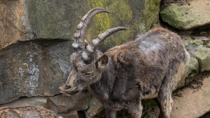 Sibirischer Steinbock im Berliner Zoo