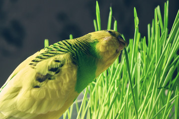 domestic parrot eat green grass with a plastic tray on a dark background. close up