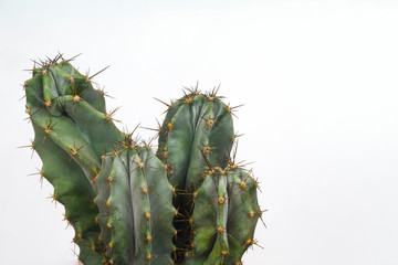 San Pedro cactus with four heads on a white background