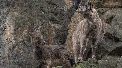 Sibirischer Steinbock im Berliner Zoo