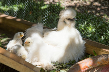 Flock of Newborn Bantam Silkie chicks and their mother in Chicken coop of a backyard garden.  © hansdenis
