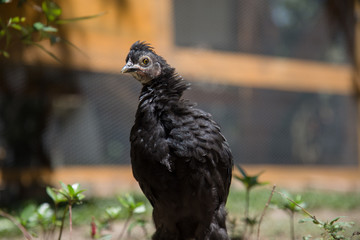 Close up of a black young Bantam chicken in a backyard garden. Chicken coop in the background.