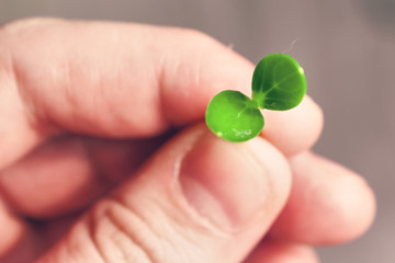 Green sprout of microgreen cucumber in the hand. close up