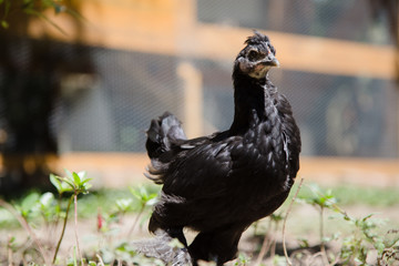 Close up of a black young Bantam chicken in a backyard garden. Chicken coop in the background.