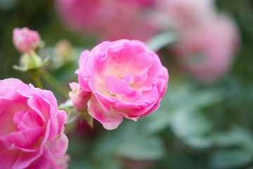 Beautiful pink roses flower in the garden