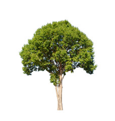 Tree that are isolated on a white background are suitable for both printing and web pages