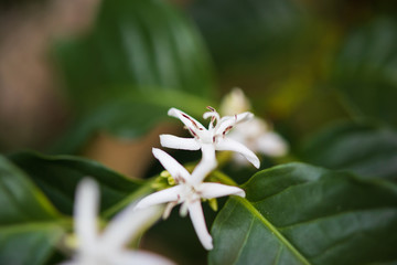 White flower in coffee tree close up