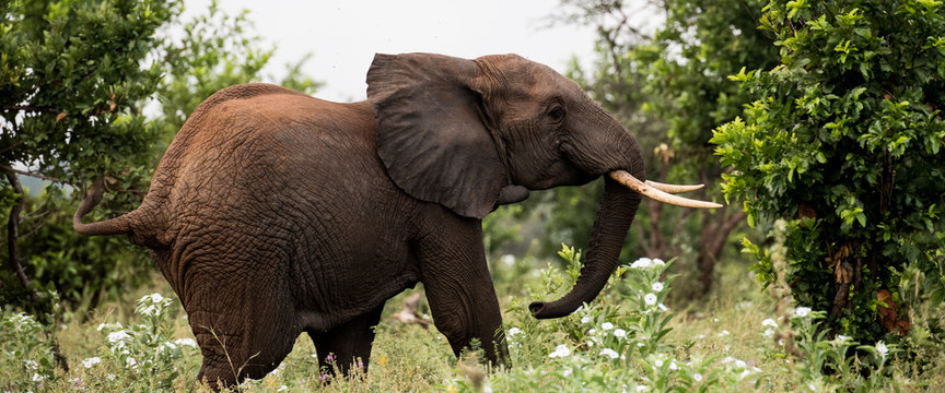 Elephant