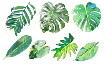 Fototapeta na wymiar Water color painting set of green leaves. tropical leaves on isolate white background.