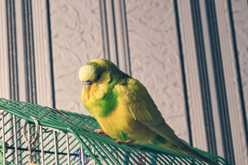 A homemade parrot sits on a cage. close up