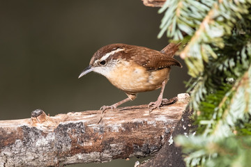 Carolina Wren Perched Alertly on a Slender Branch