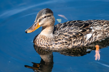 Mallard Duck Swimming in the Refreshing Cool Blue Water