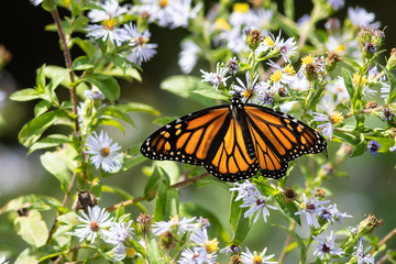 Monarch Butterfly Sipping Nectar from the Accommodating Flower